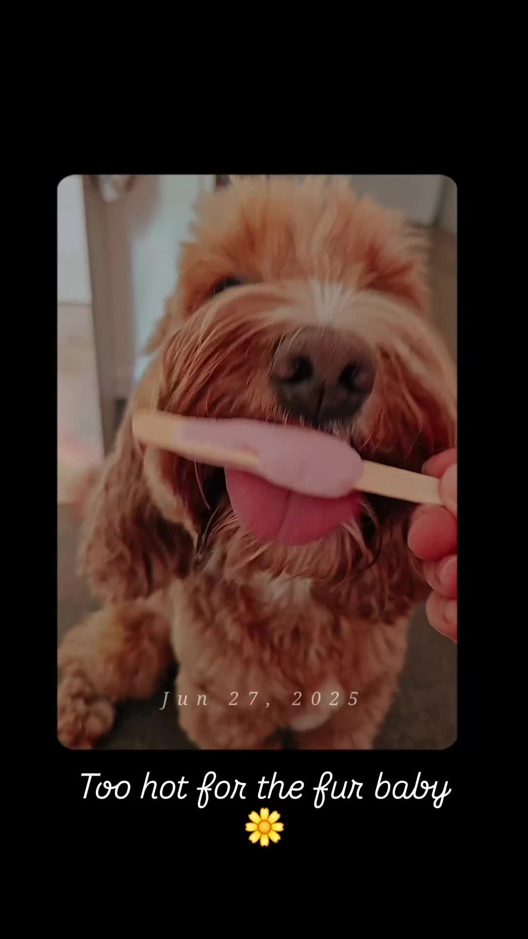 Cockapoo dogs for sale: Beautiful cockapoo for rehoming - Video 1