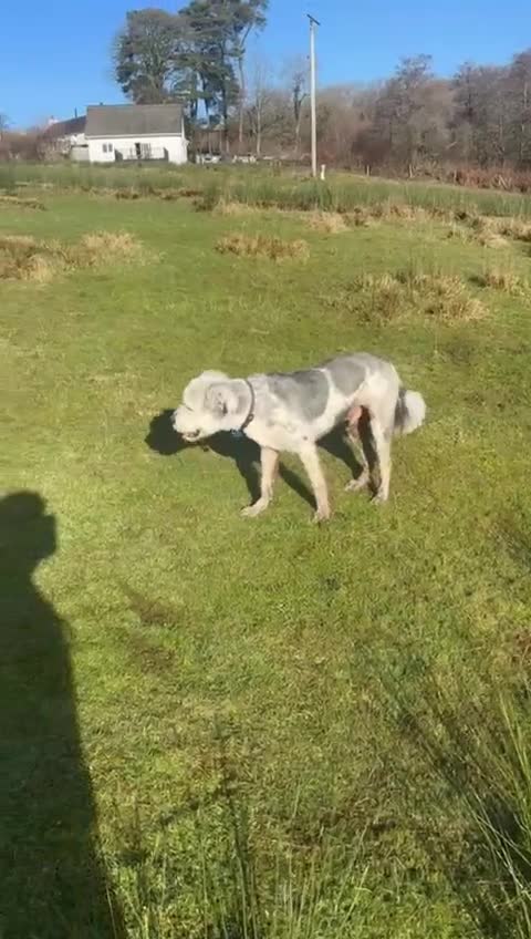 Mixed Breed dogs for adoption: Brian is looking for a home -Mioritic Shepherd  - Video 4