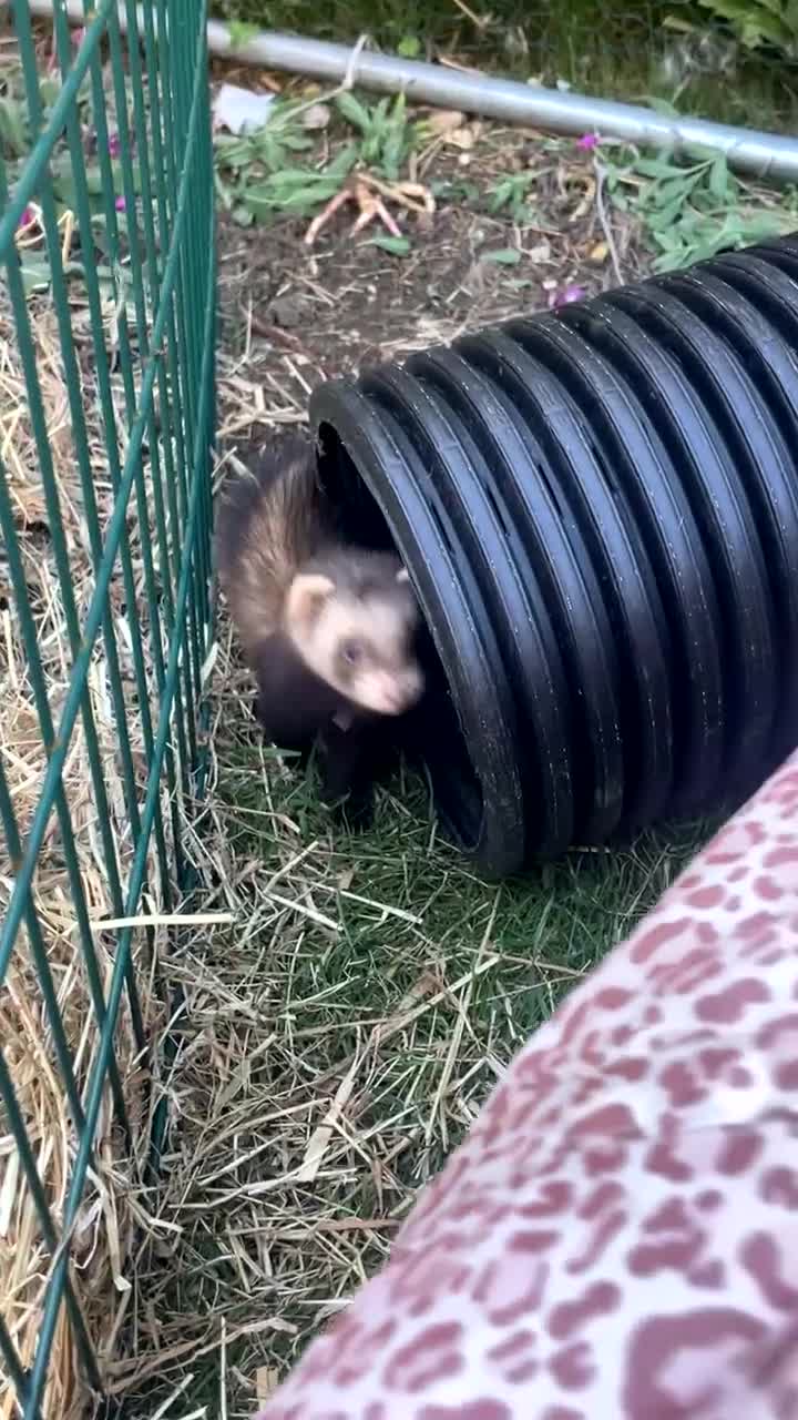 Ferret rodents for sale: Female kits for sale  - Video 2