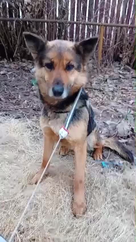 Mixed Breed dogs for adoption: Saved from traffic, now ready for a Loving Home in Nottingham - Video 5