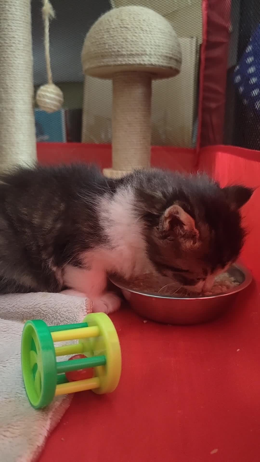 Mixed Breed cats for sale: Ragdoll kitten - Video 1