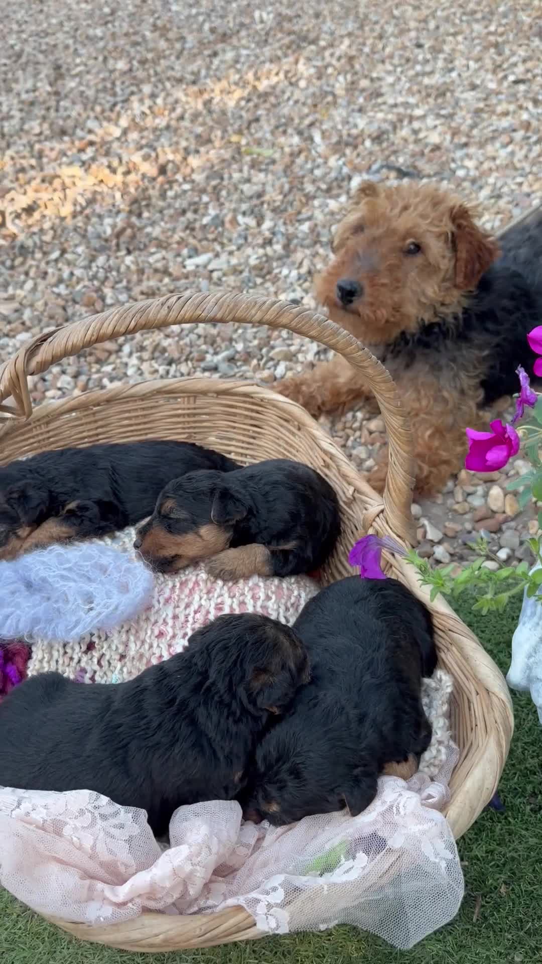 Welsh Terrier dogs for sale: Kc registered Welsh terriers in Southampton - Video 1