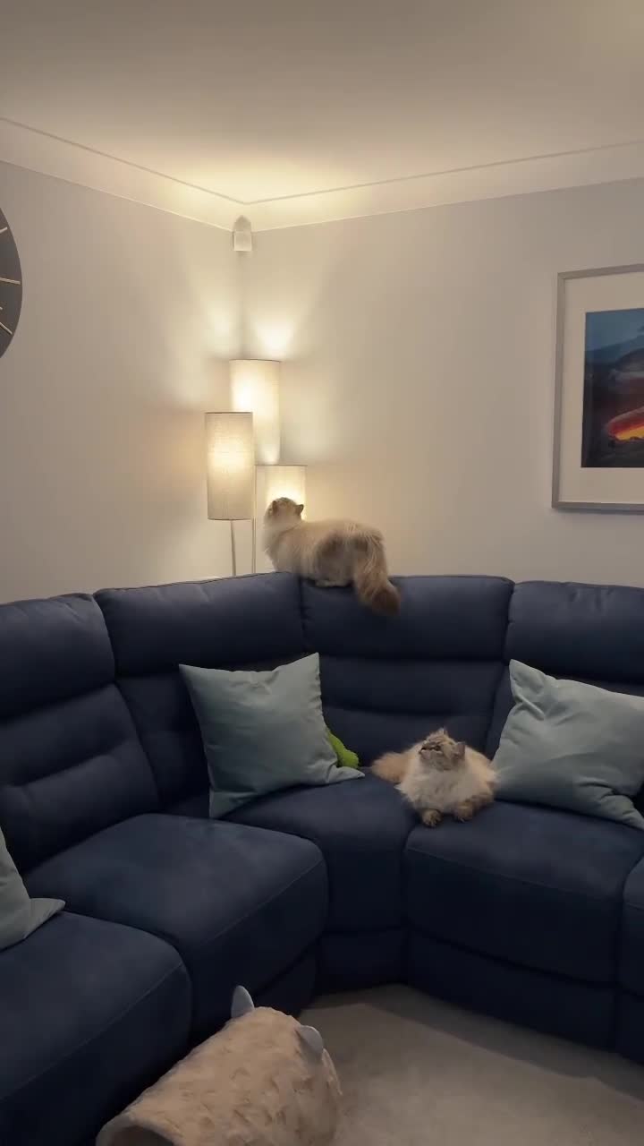 Siberian cats for sale: GCCF Registered Siberian Neva Masquerade Kittens - Video 3