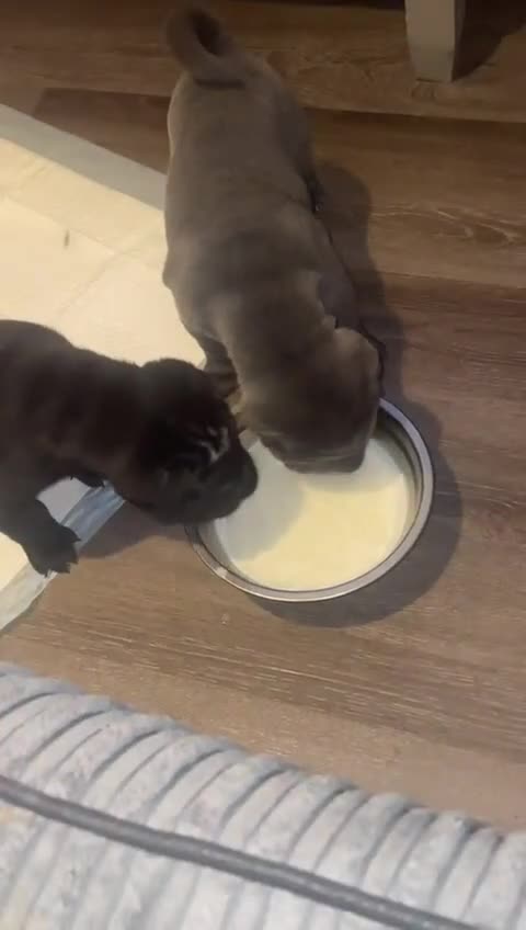 Shar Pei dogs for sale: 2 beautiful full shar pei boys !!!  - Video 1