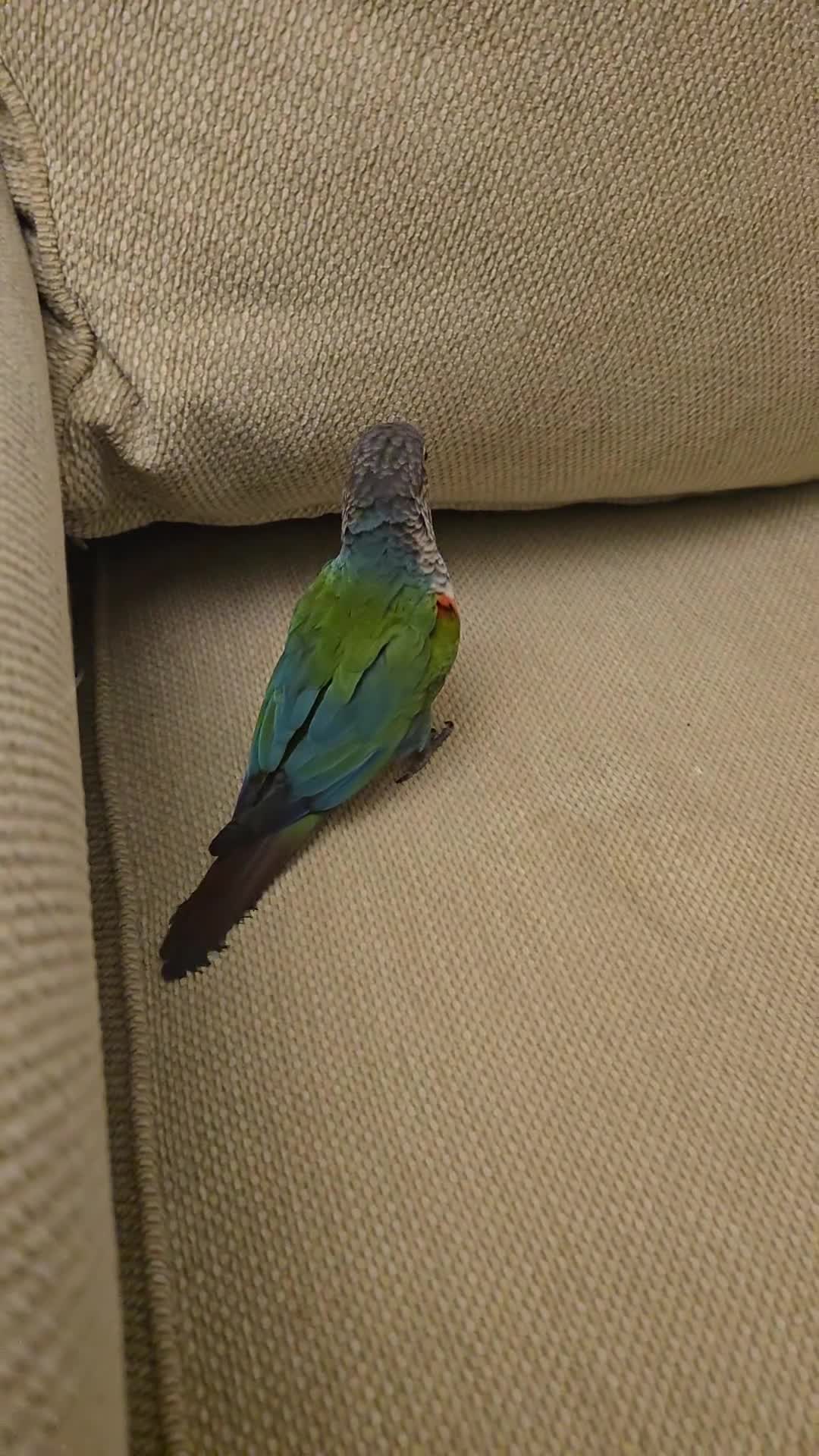 Conures birds for sale: Tame Crimson Conure - Video 3