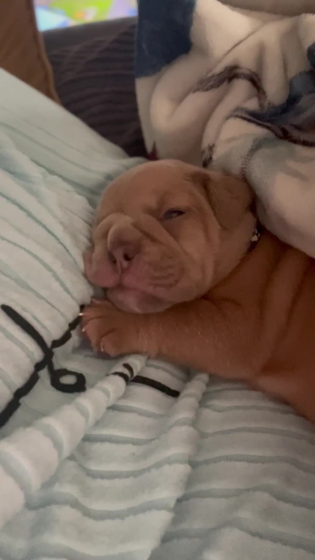 English Bulldog dogs for sale: new english bull dog - Video 1