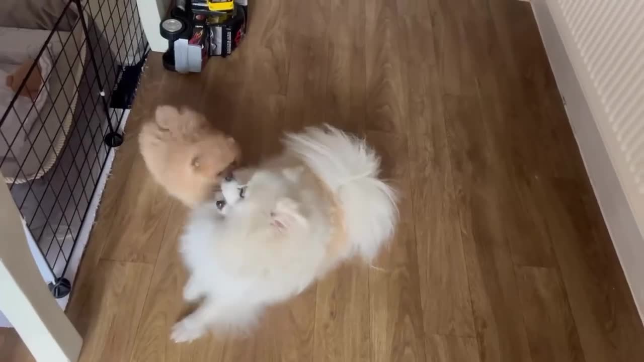Pomeranian dogs for sale: Fabolous pomeranian female puppy - Video 2