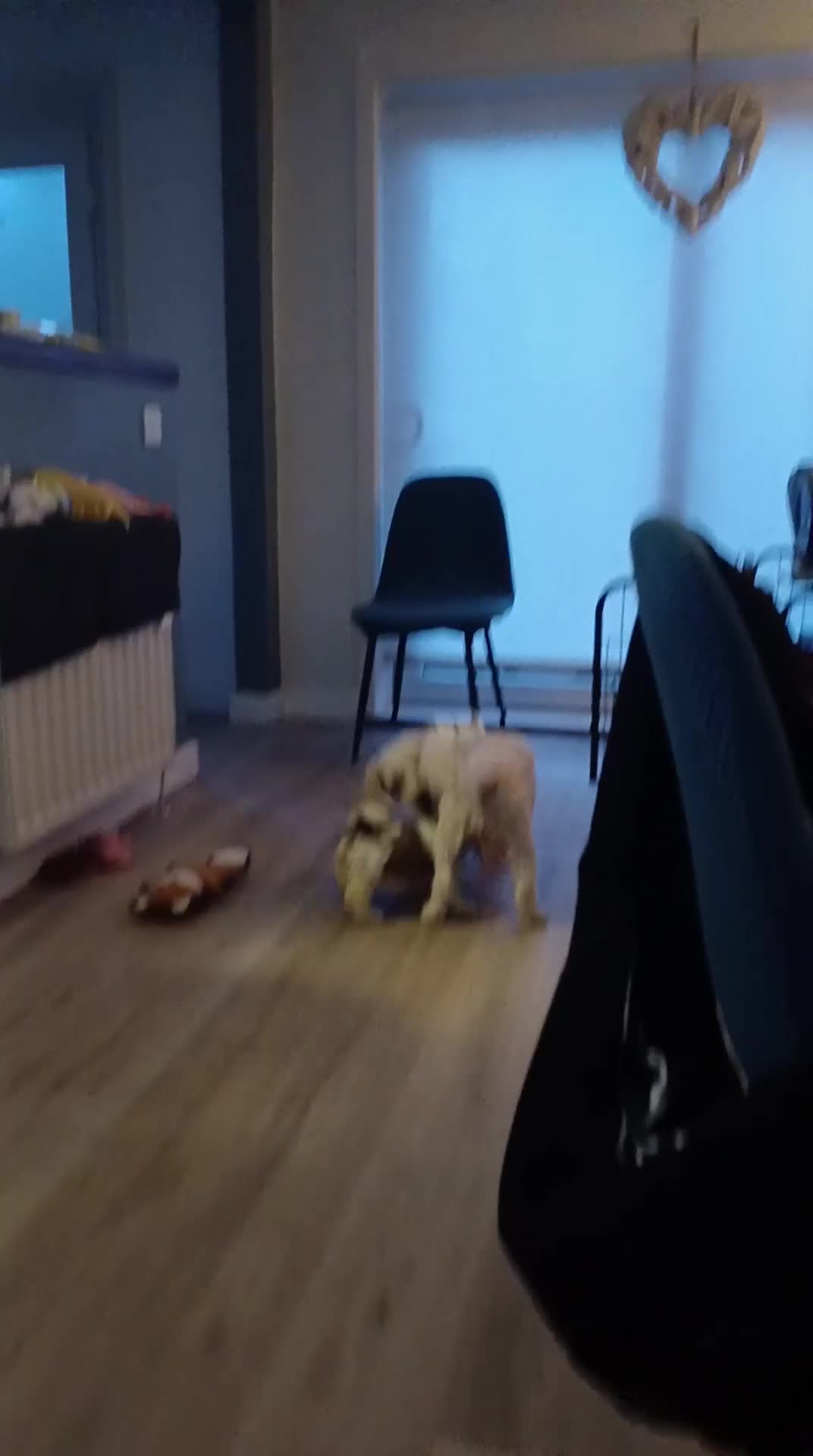 Cavachon dogs for sale: Cavachon Puppies - 4 Female, 1 Male - Video 1