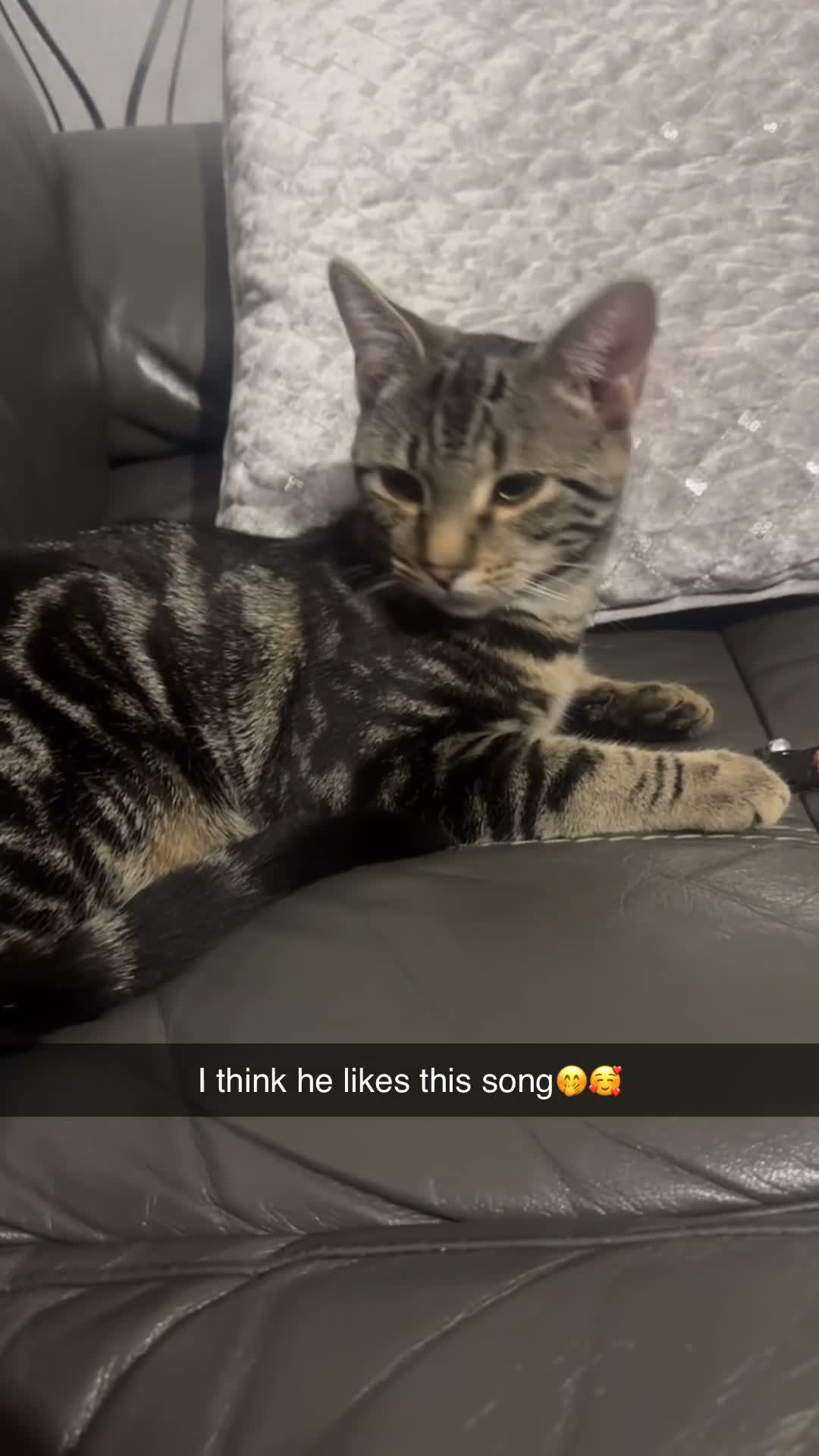 Mixed Breed cats for sale: Beautiful Bengal Cross Tabby Boy – 6 Months Old ❤️ - Video 2