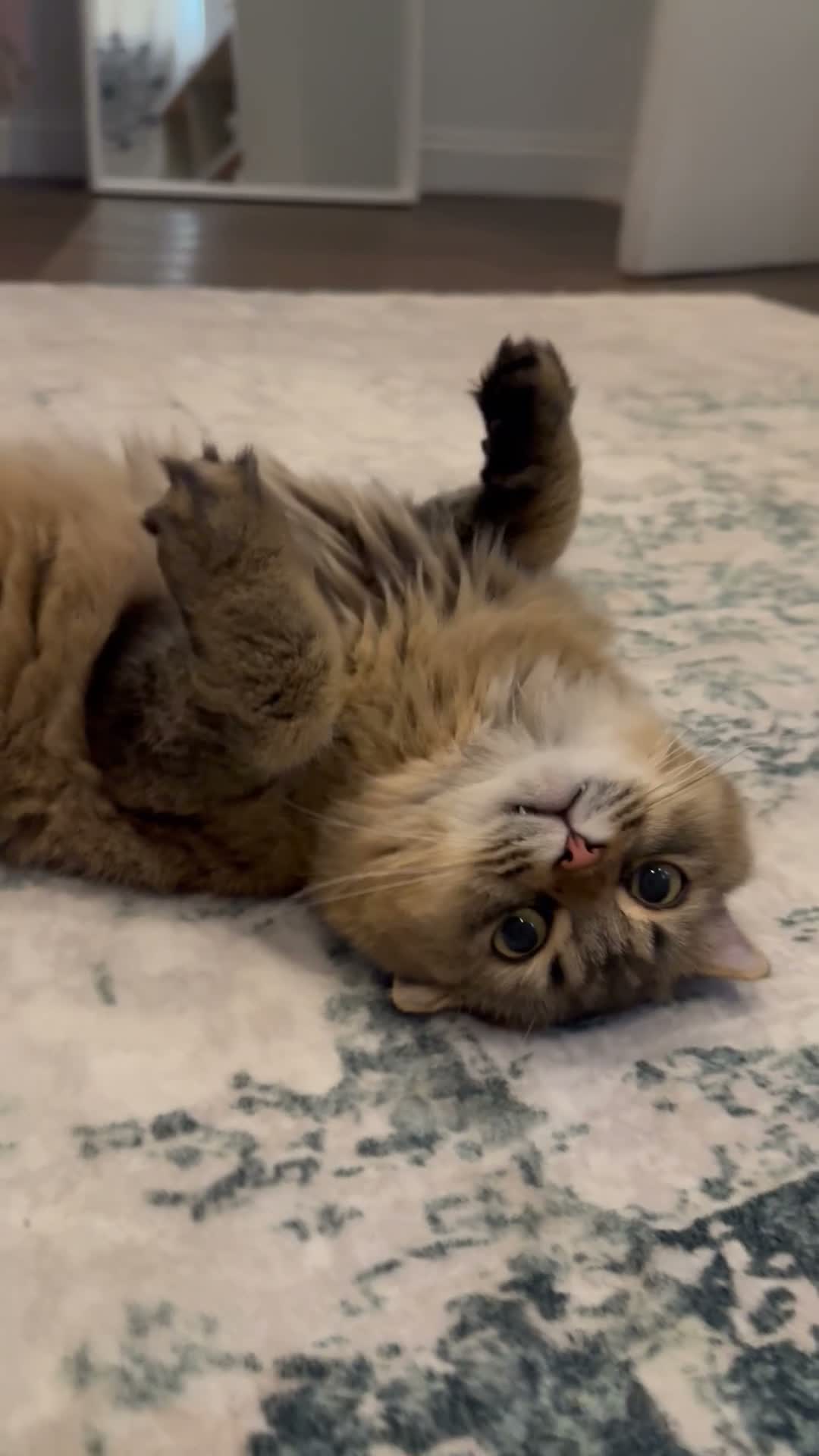 Scottish Fold cats for sale: My two cats trying to find them a loving home  - Video 1