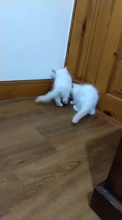 Ragdoll cats for sale: Beautiful GCCF Lilac and Cream Point kittens - Video 1