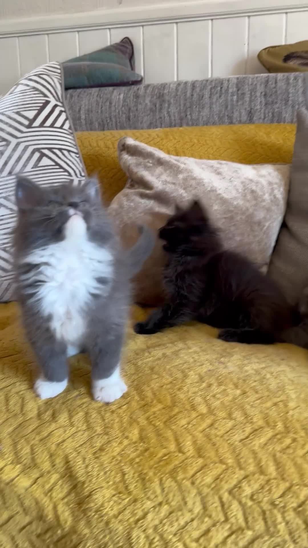 Maine Coon cats for sale: Exceptional TICA Pedigree Maine Coon Kittens - Video 1