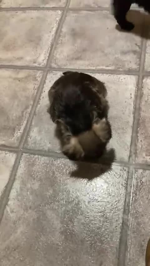 Miniature Schnauzer dogs for sale: MINITURE SCHNAUZER PUPS MIDDLESBROUGH  - Video 3