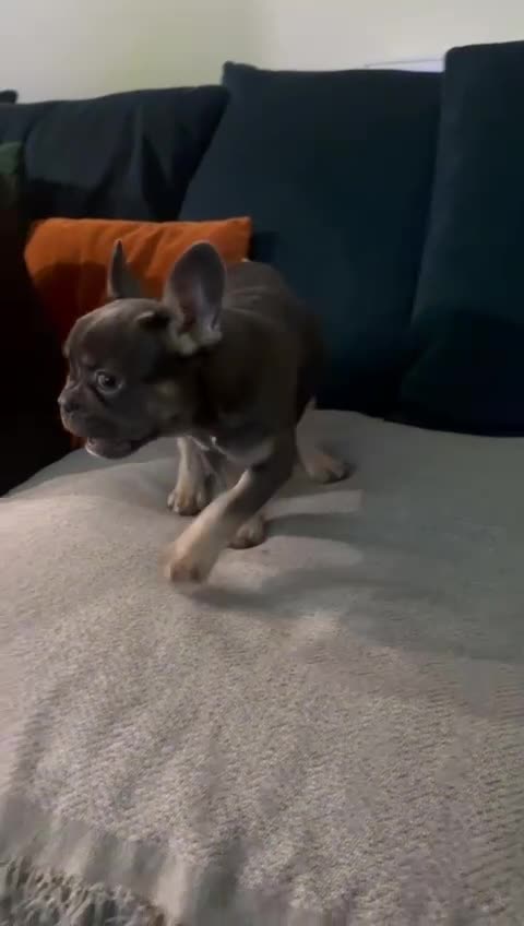French Bulldog dogs for sale: 1 French Bulldogs puppies girl for sale  - Video 1