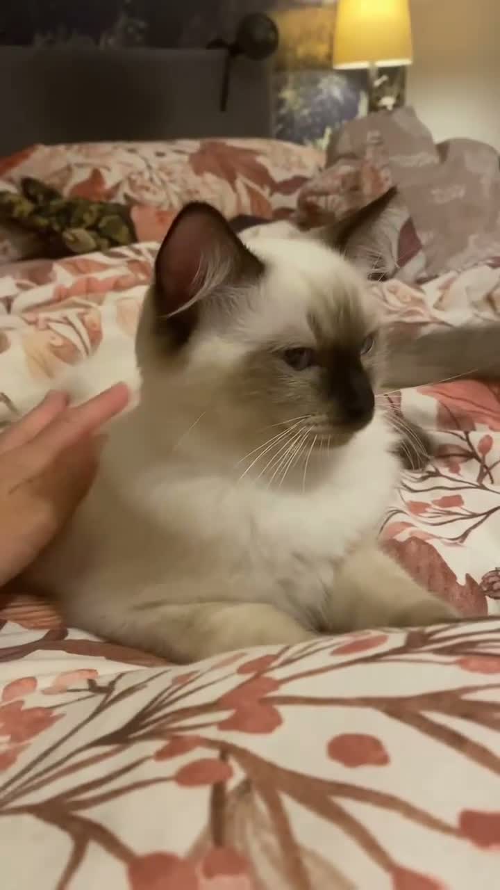 Ragdoll cats for sale: GCCF Ragdoll kittens - Video 1