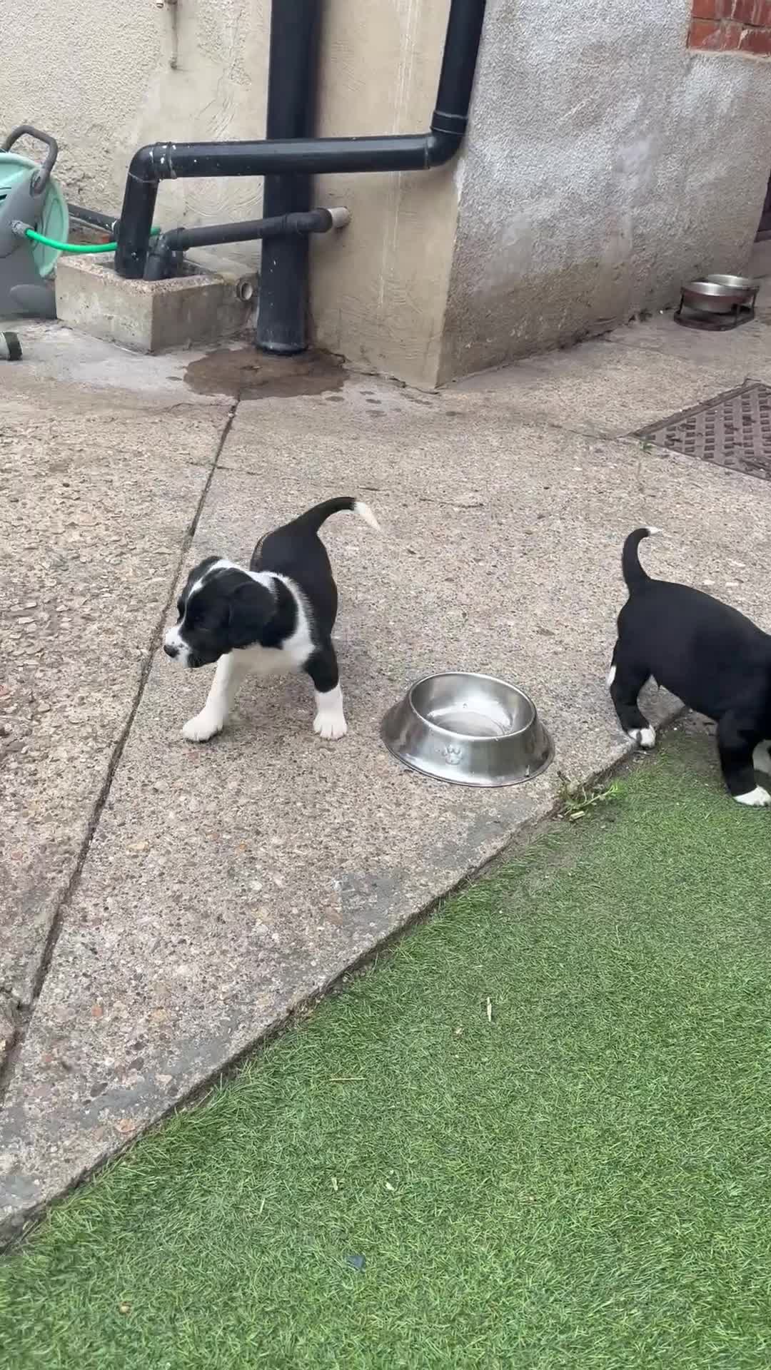 Cockerdor dogs for sale: Ready tomorrow, 4 pups left  - Video 2
