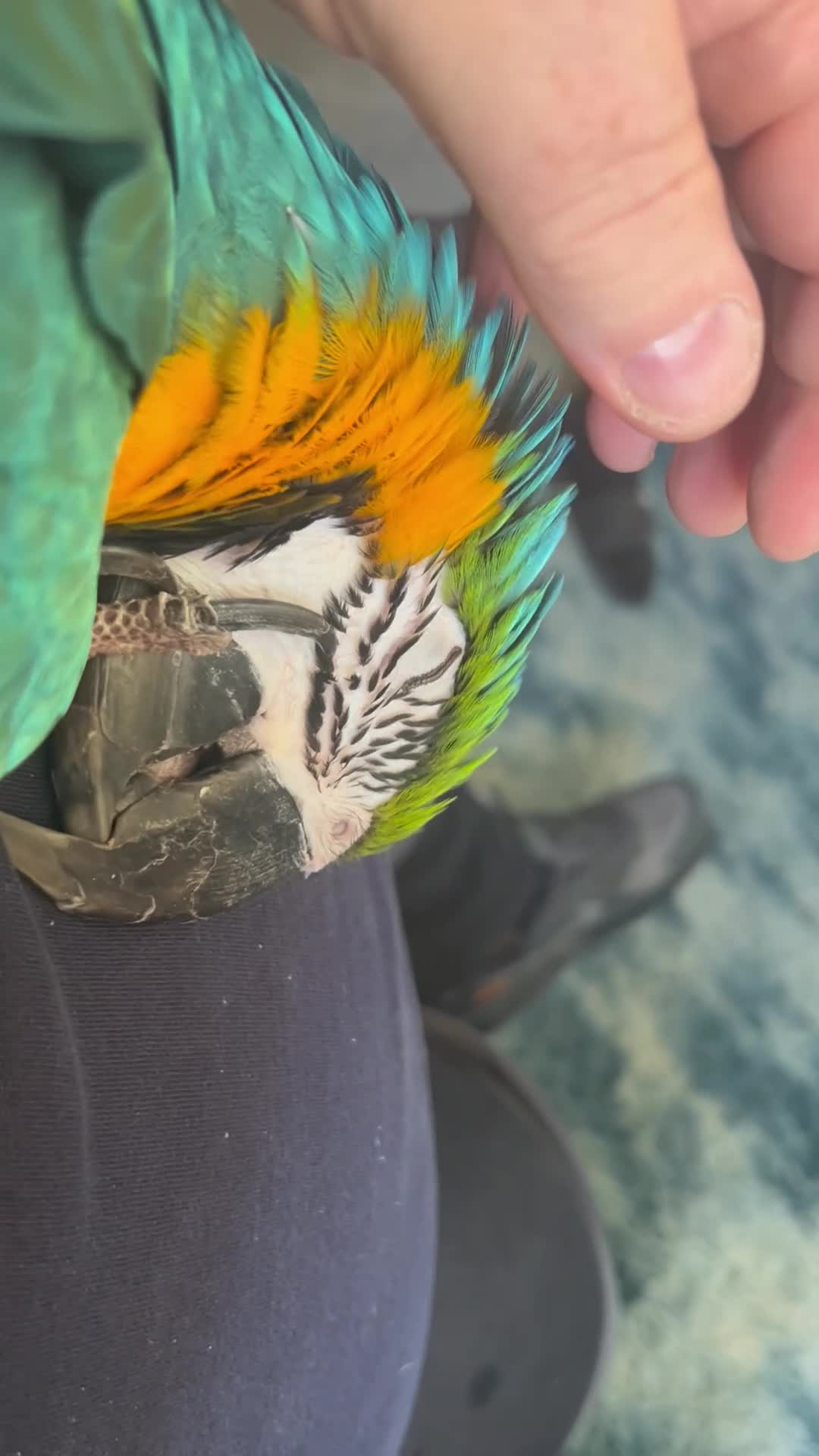 Macaws birds for sale: Macaw blue & gold  - Video 1