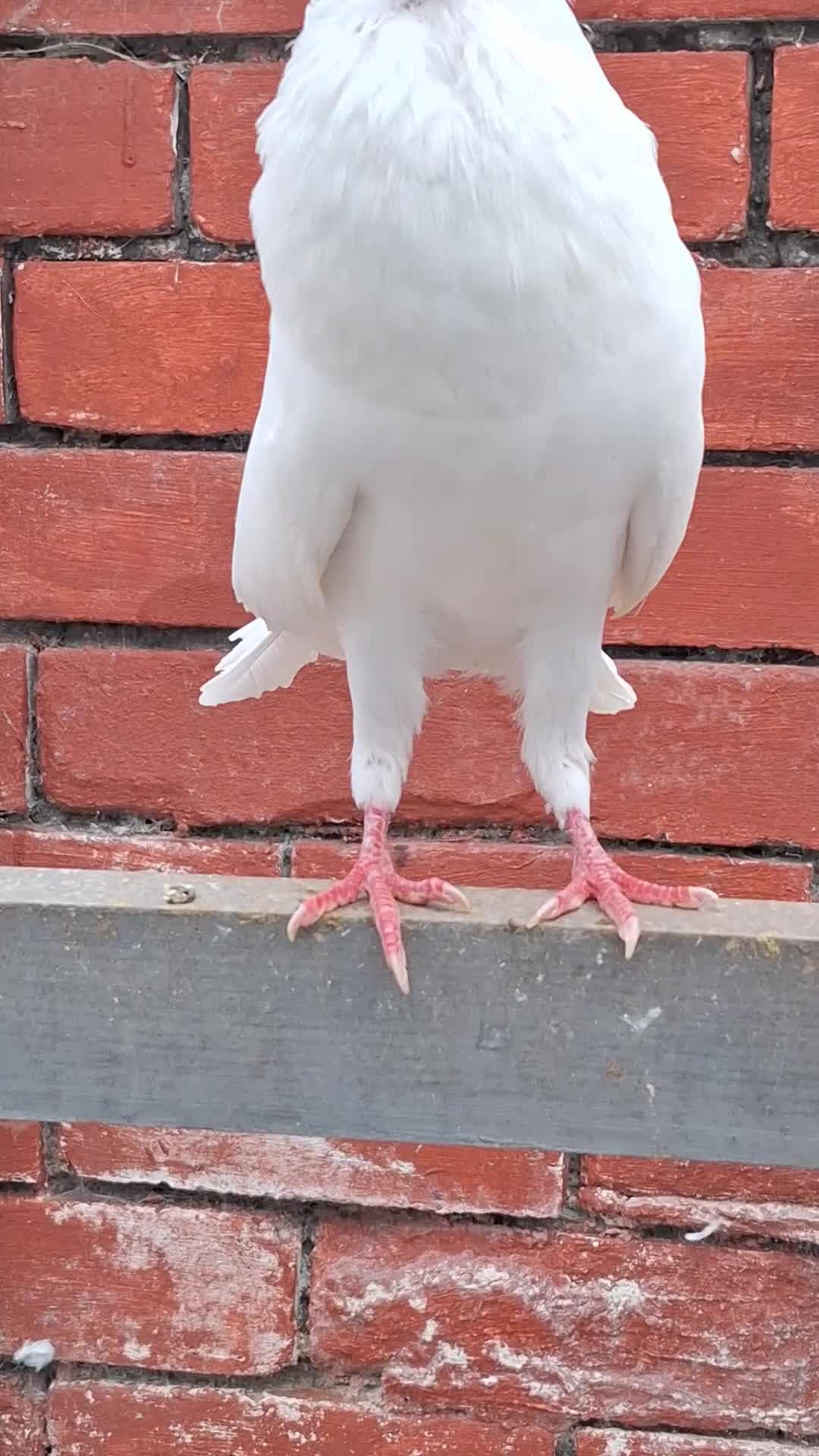 Pigeons birds for sale: 7 Pigeons for sale - Video 3