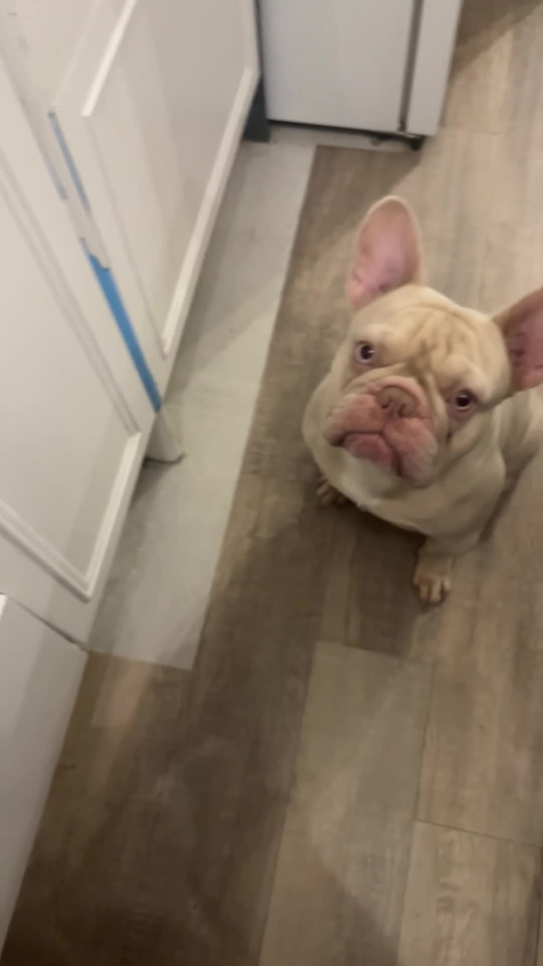 French Bulldog dogs for stud: Marley  in Solihull - Video 1
