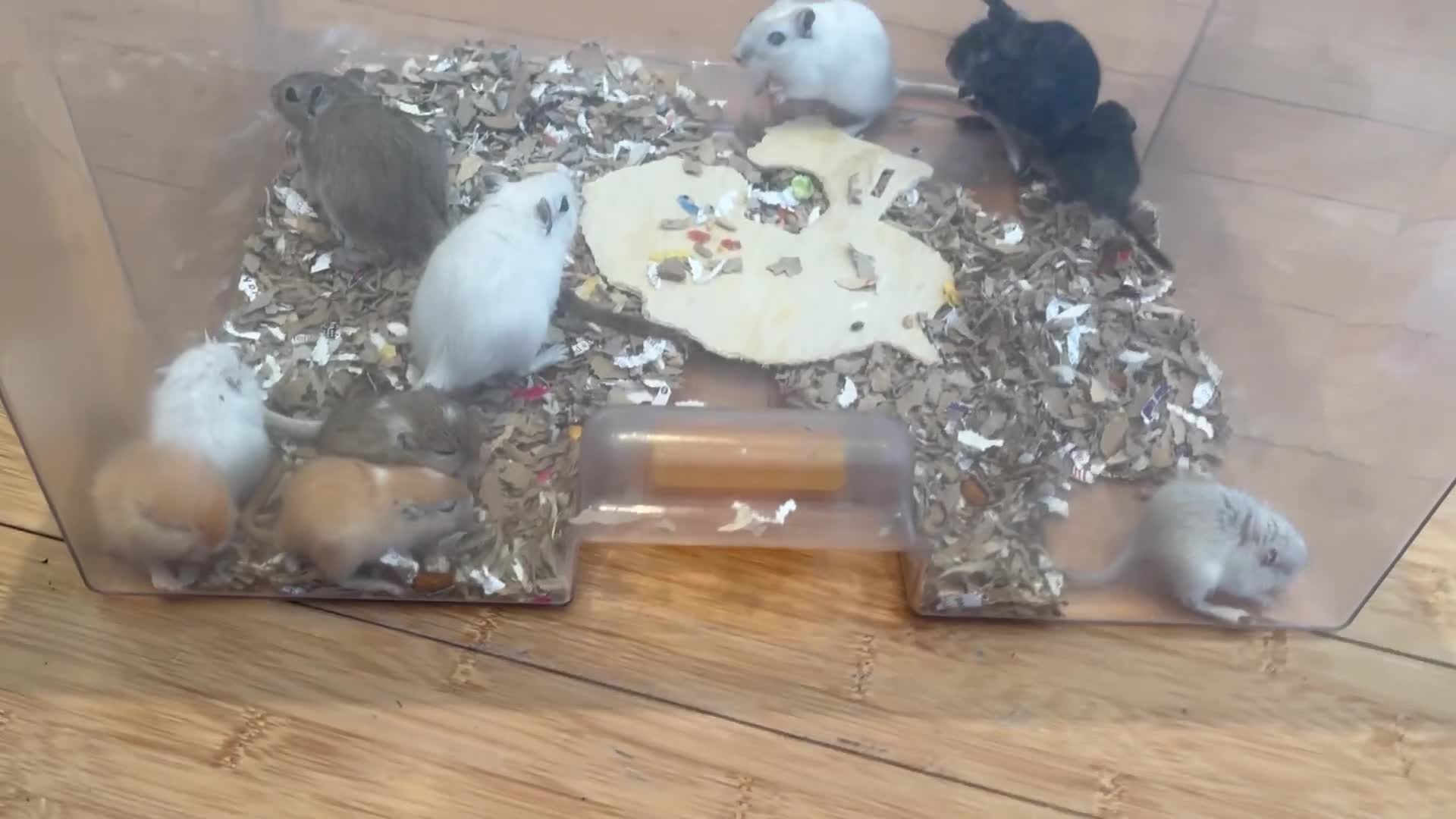 Gerbil rodents for sale: Local London Gerbils for sale - Video 1