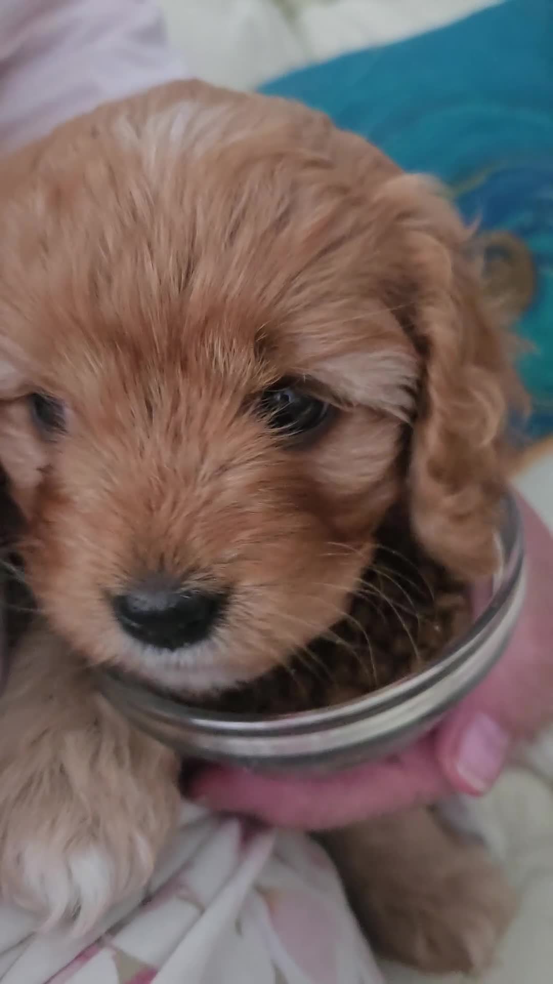 Cavapoo dogs for sale: Teddy bear F1 cavapoo  - Video 1