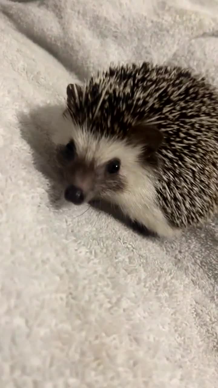 Pygmy Hedgehog rodents for sale: Pygmy hedgehog  - Video 3