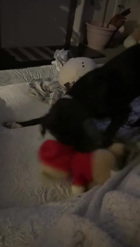 Mixed Breed dogs for adoption: Lovely lily is ready for her forever home - Video 1