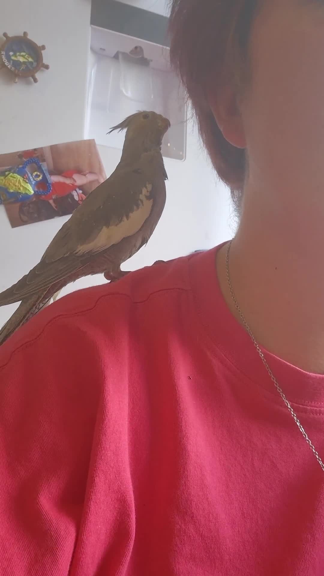Cockatiels birds for sale: Hand reared baby cockatiels  - Video 1