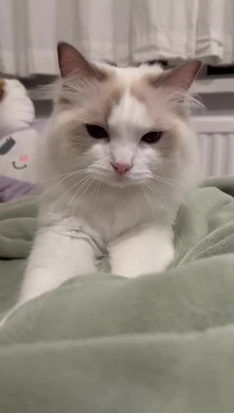 Ragdoll cats for sale: GCCF Registered Lilac Bicolour Ragdoll   - Video 1