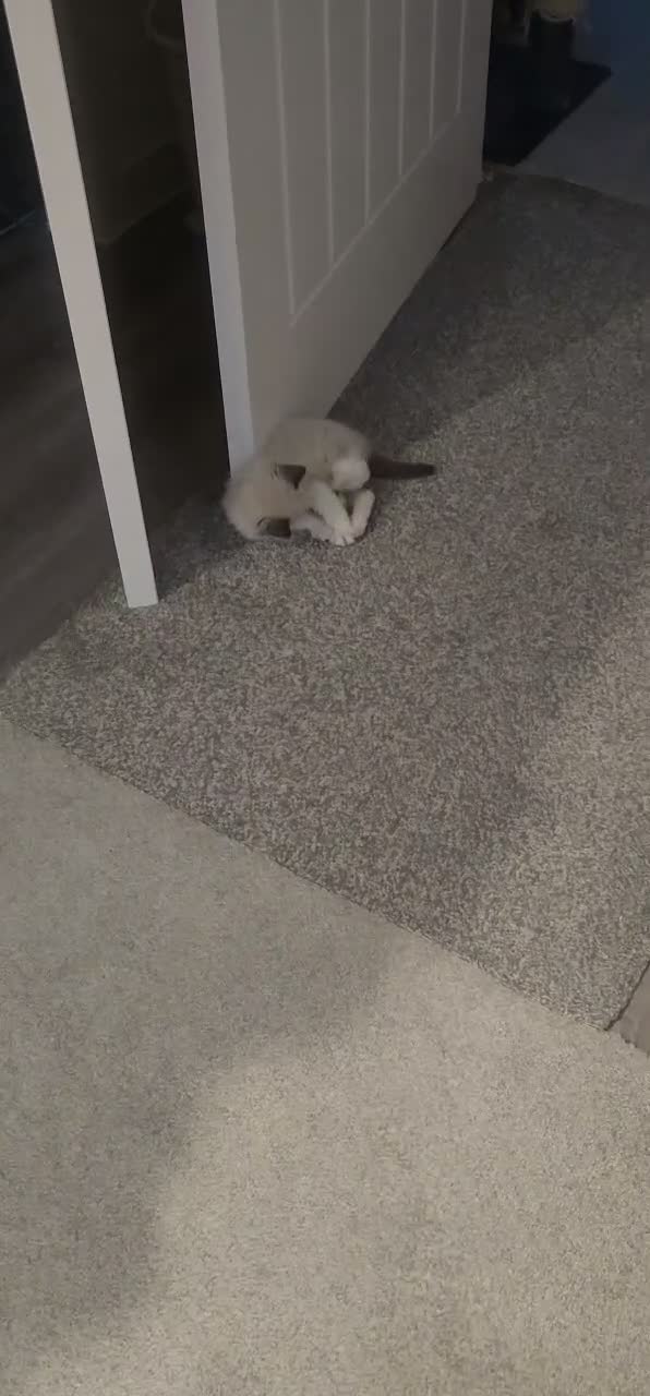 Ragdoll cats for sale: Boy Ragdoll Bicolor  - Video 4