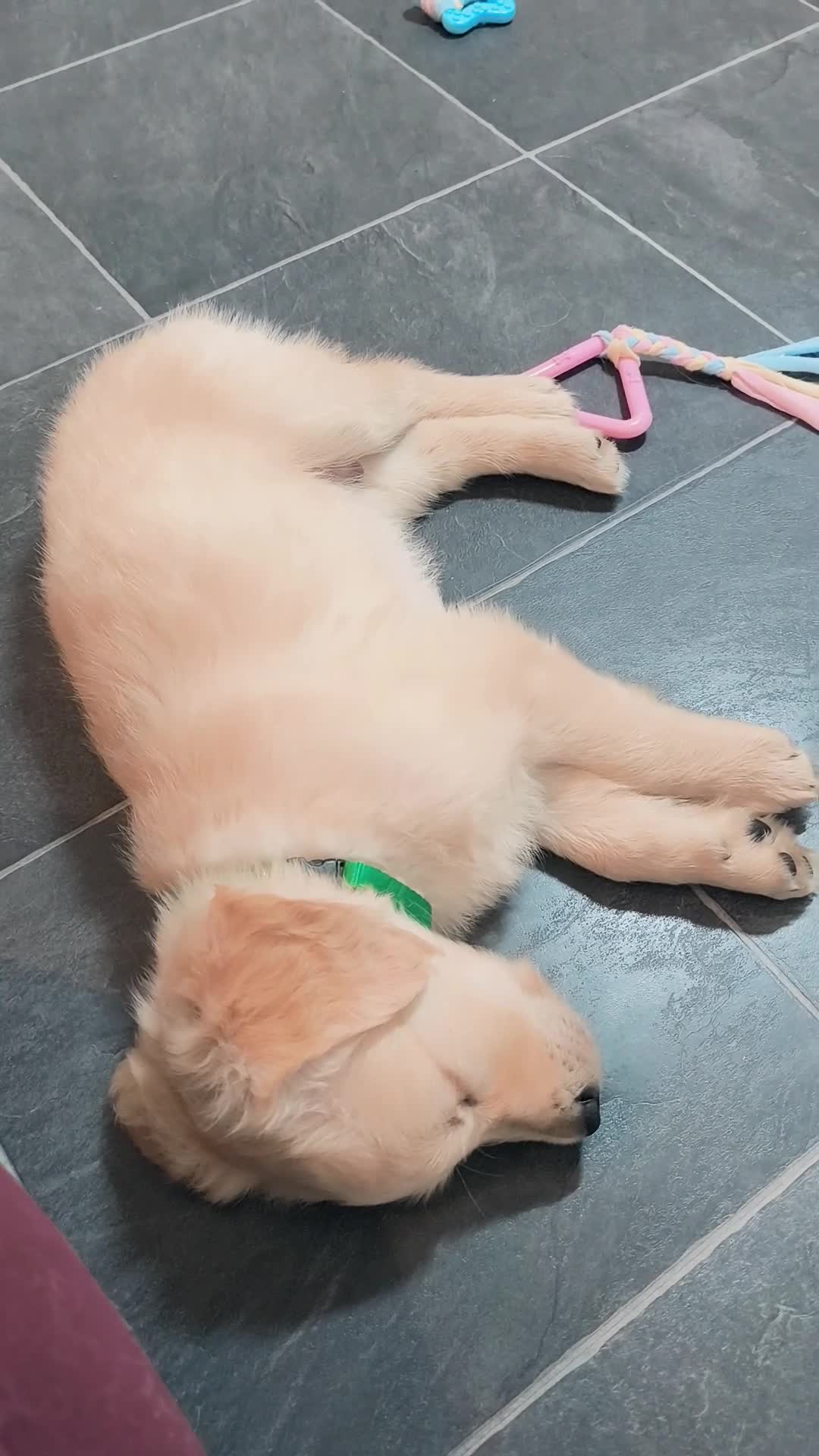 Golden Retriever dogs for sale: 🐶Gorgeous golden retriever puppies  - Video 2