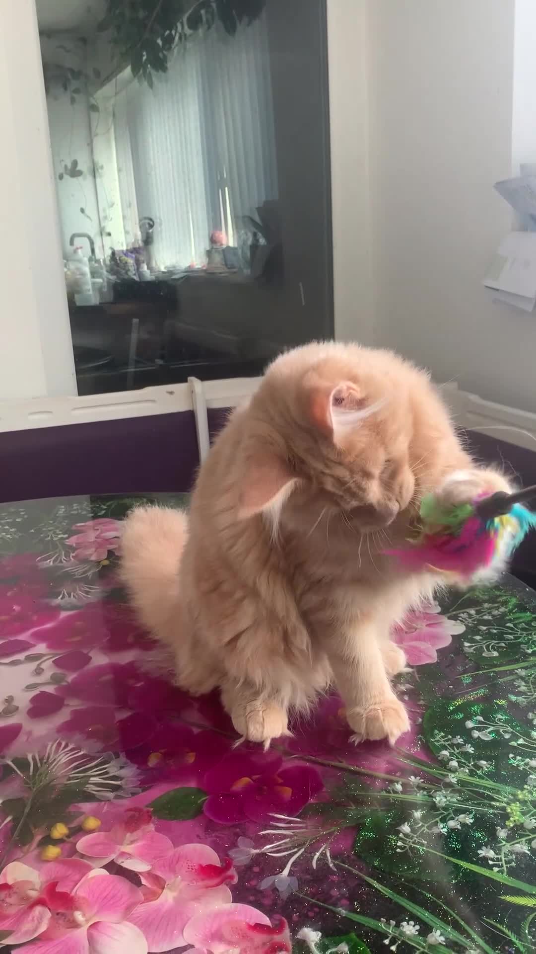 Maine Coon cats for sale: Purebred Maine Coon female kitten spayed  - Video 1