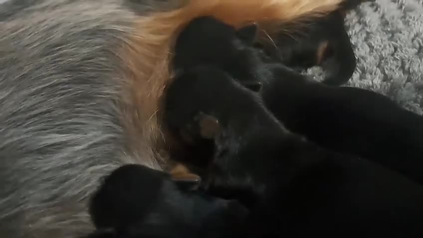 Yorkshire Terrier dogs for sale: Yorkshire Terrier  - Video 1