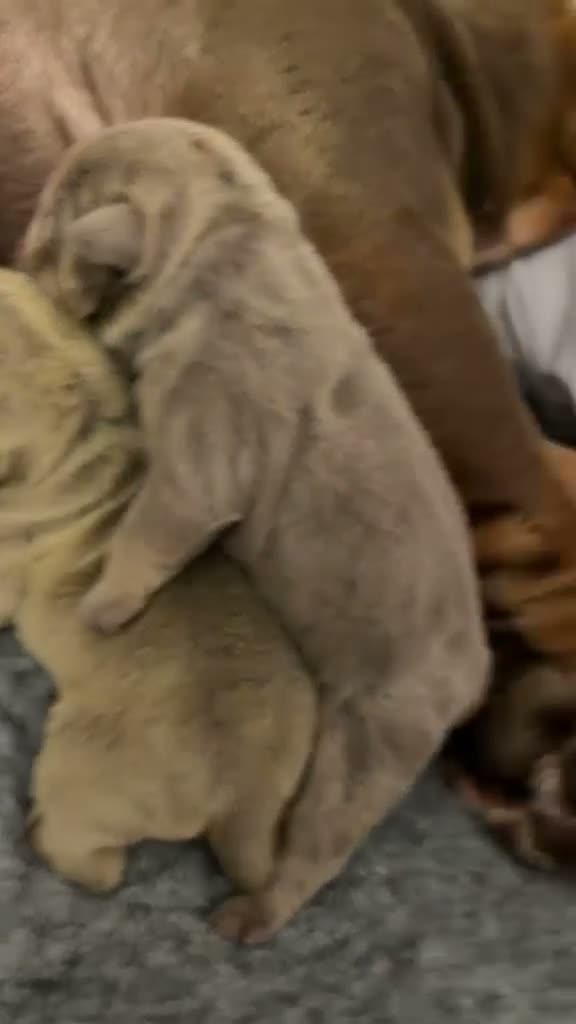 English Bulldog dogs for sale: English bulldog puppies kc for sale  in Alloa - Video 2