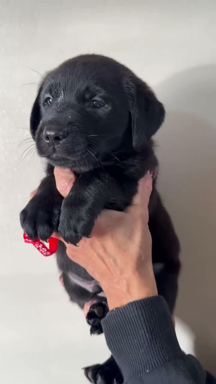 Labrador Retriever dogs for sale: Black Labrador Puppies  in Stoke-on-Trent - Video 3