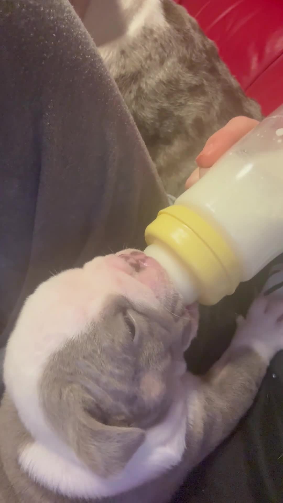 English Bulldog dogs for sale: 3 beautiful English bull dogs - Video 1