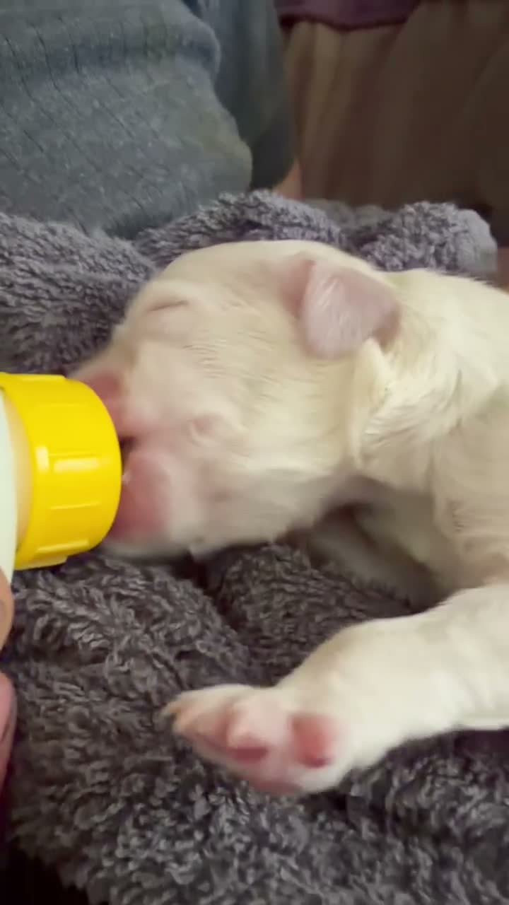 Golden Retriever dogs for sale: Golden Retriever boy - Video 1