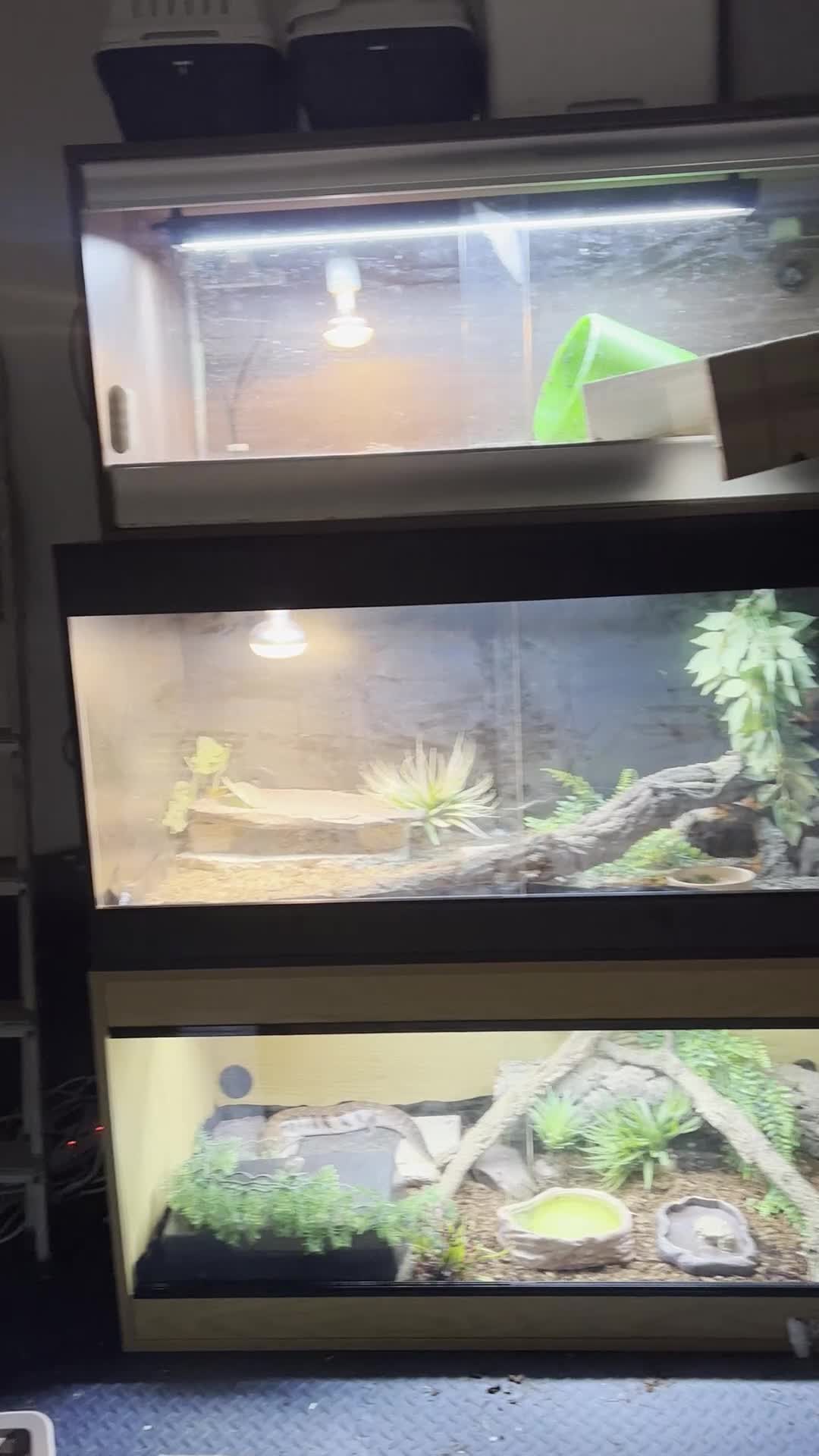 Skink reptiles for sale: Friendly Northern Blue Tongue Skink with 4ft Viv  - Video 1