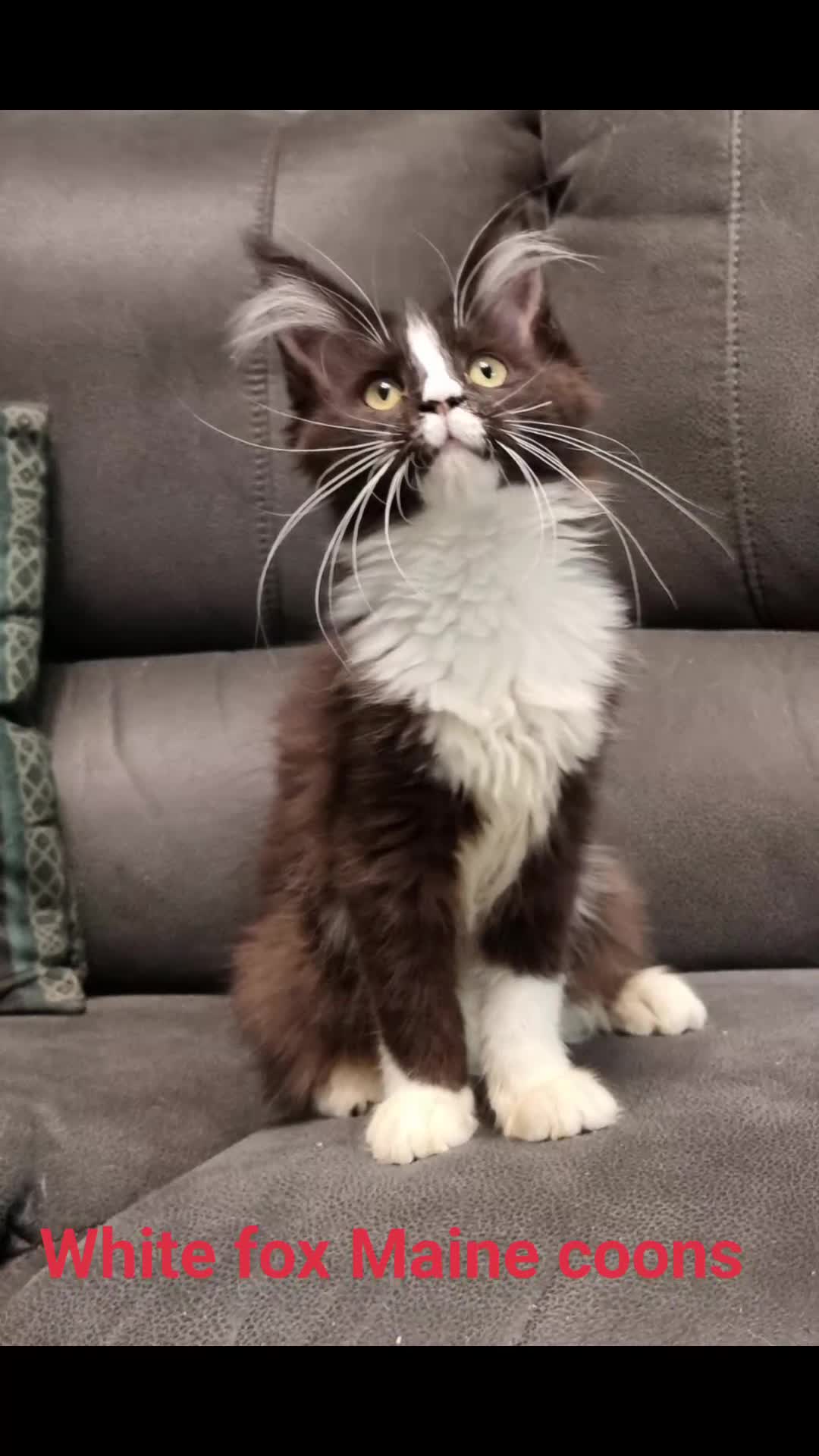 Maine Coon cats for sale: Pedigree Maine Coon Kittens for sale  - Video 1