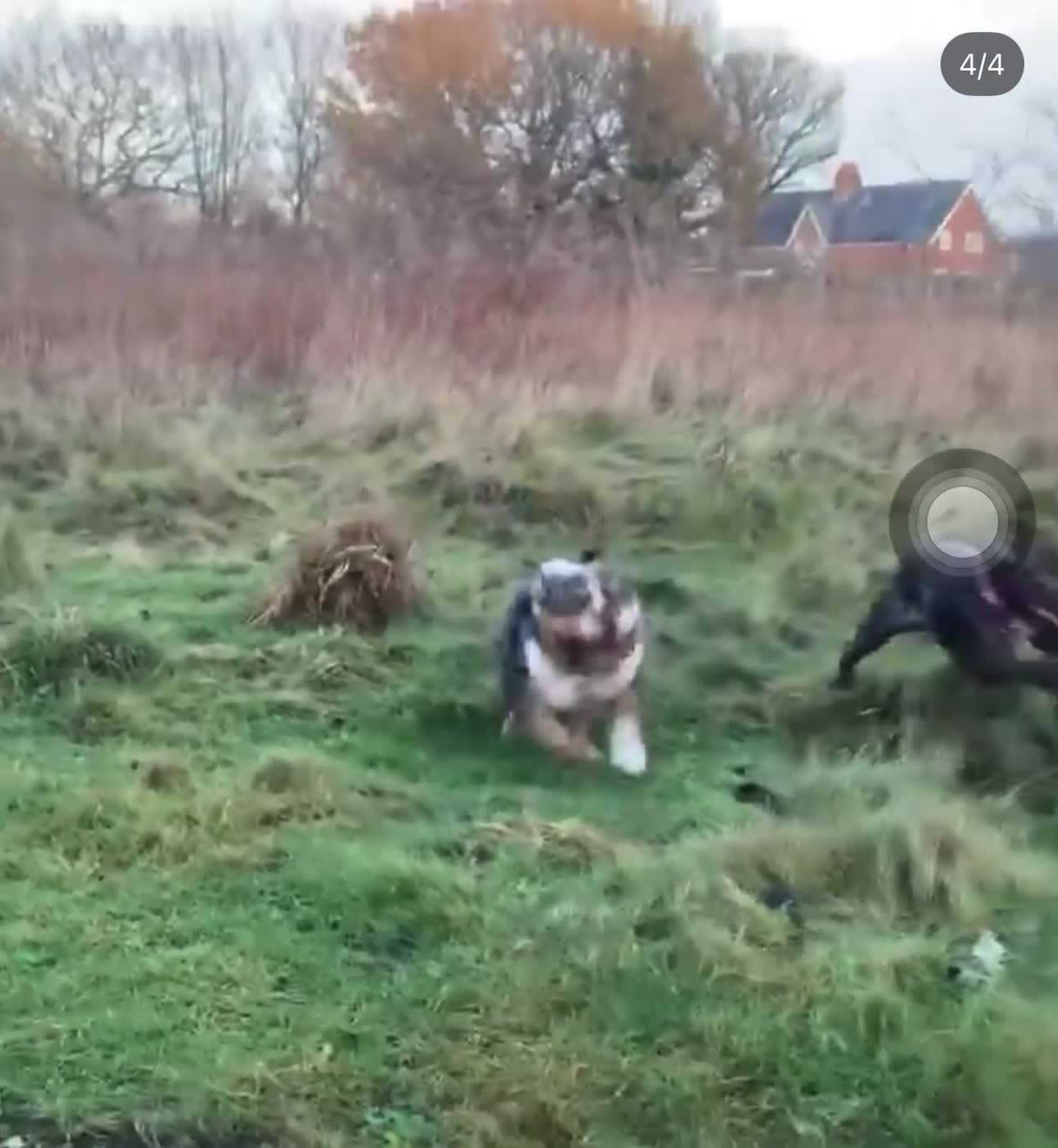 English Bulldog dogs for stud: BRUNO tri merl English bulldog ready for stud 🦍🦍 - Video 2