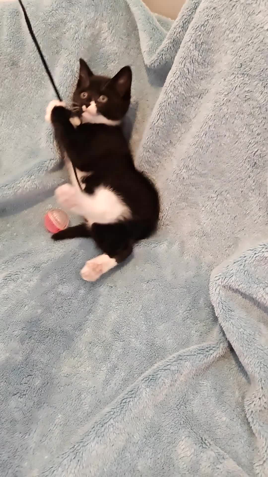 Mixed Breed cats for sale: MALE KITTENS VIDEOS - Video 2