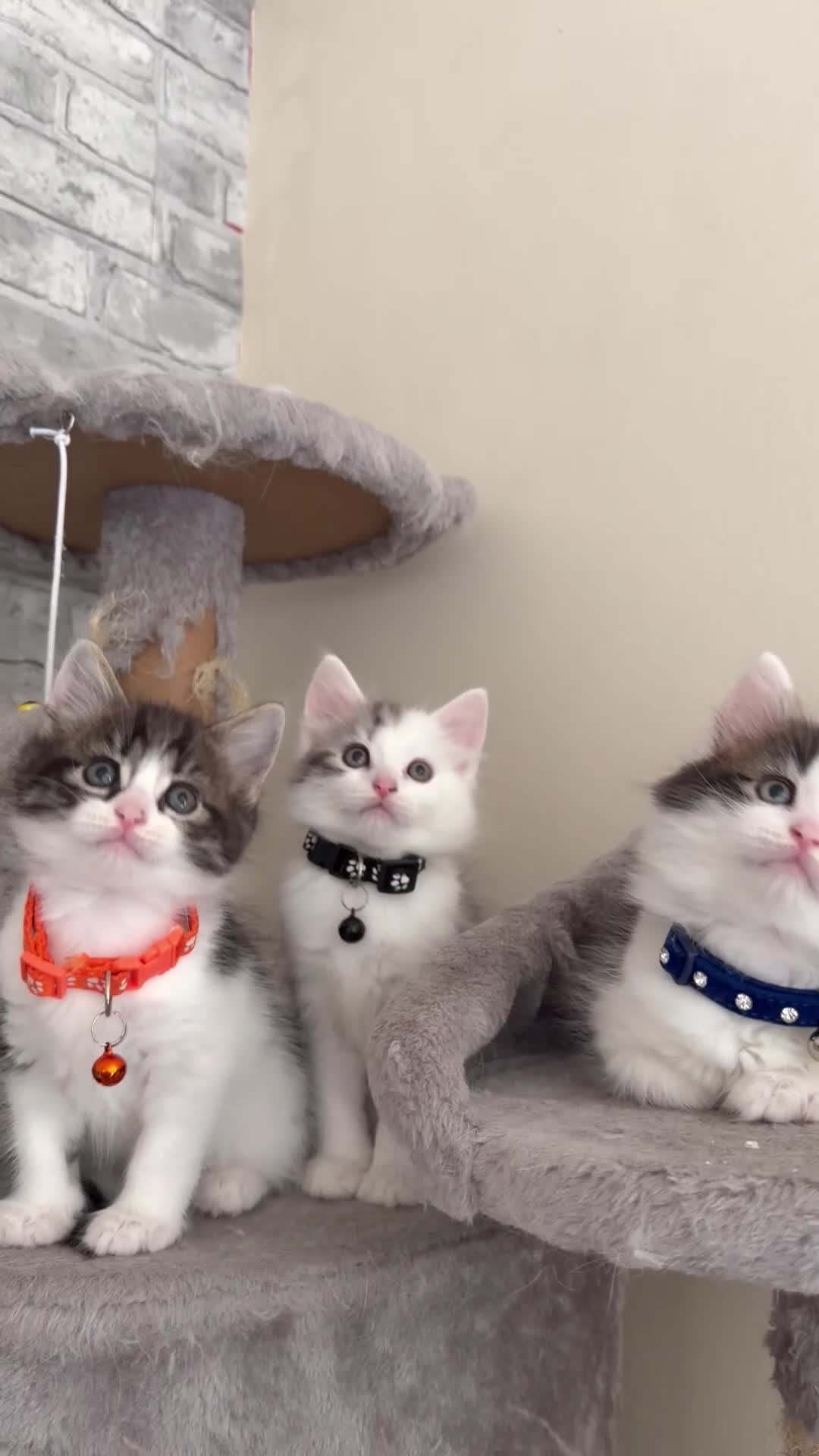 Mixed Breed cats for sale: Ragdoll X Turkish angora kittens for SALE !!! - Video 1