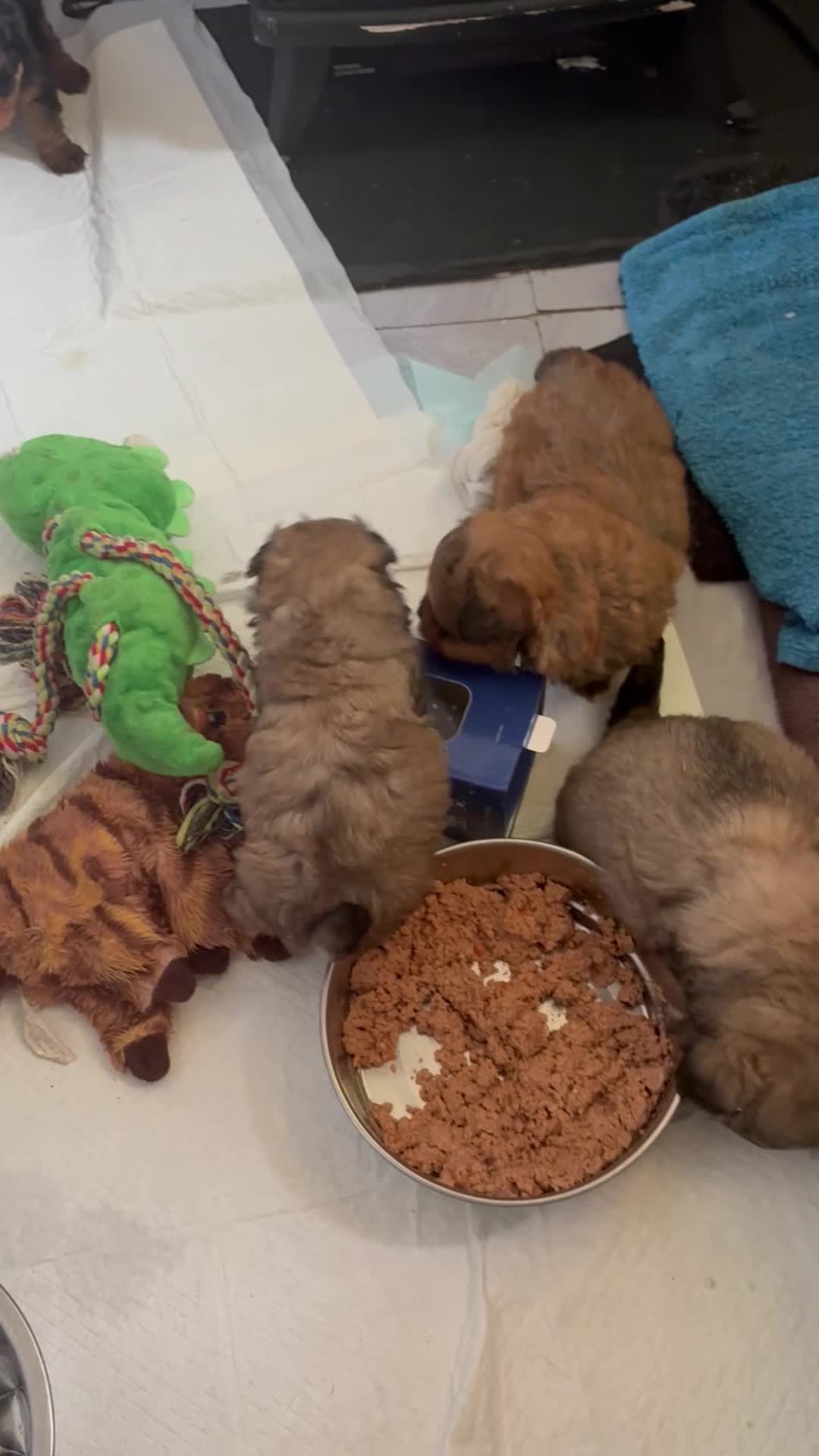 Mixed Breed dogs for sale: Pomapoo fluffy boy  - Video 1