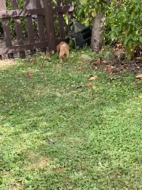 Cocker Spaniel dogs for sale: Cocker spaniel  - Video 1