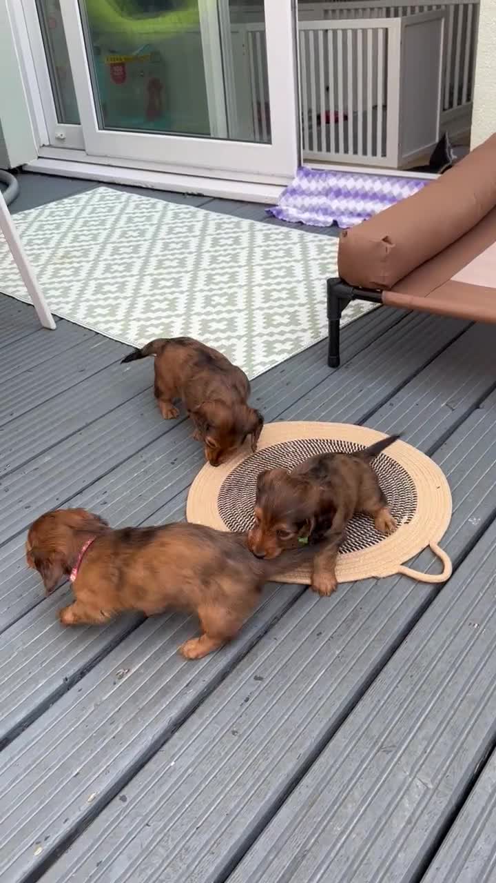 Dachshund dogs for sale: KC Registered Quality Mini Dachshunds long hair  - Video 2