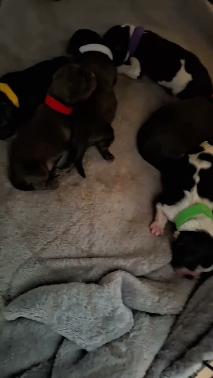 Shih Tzu dogs for sale: 7 Beautiful Shih Tzu Puppies  - Video 1