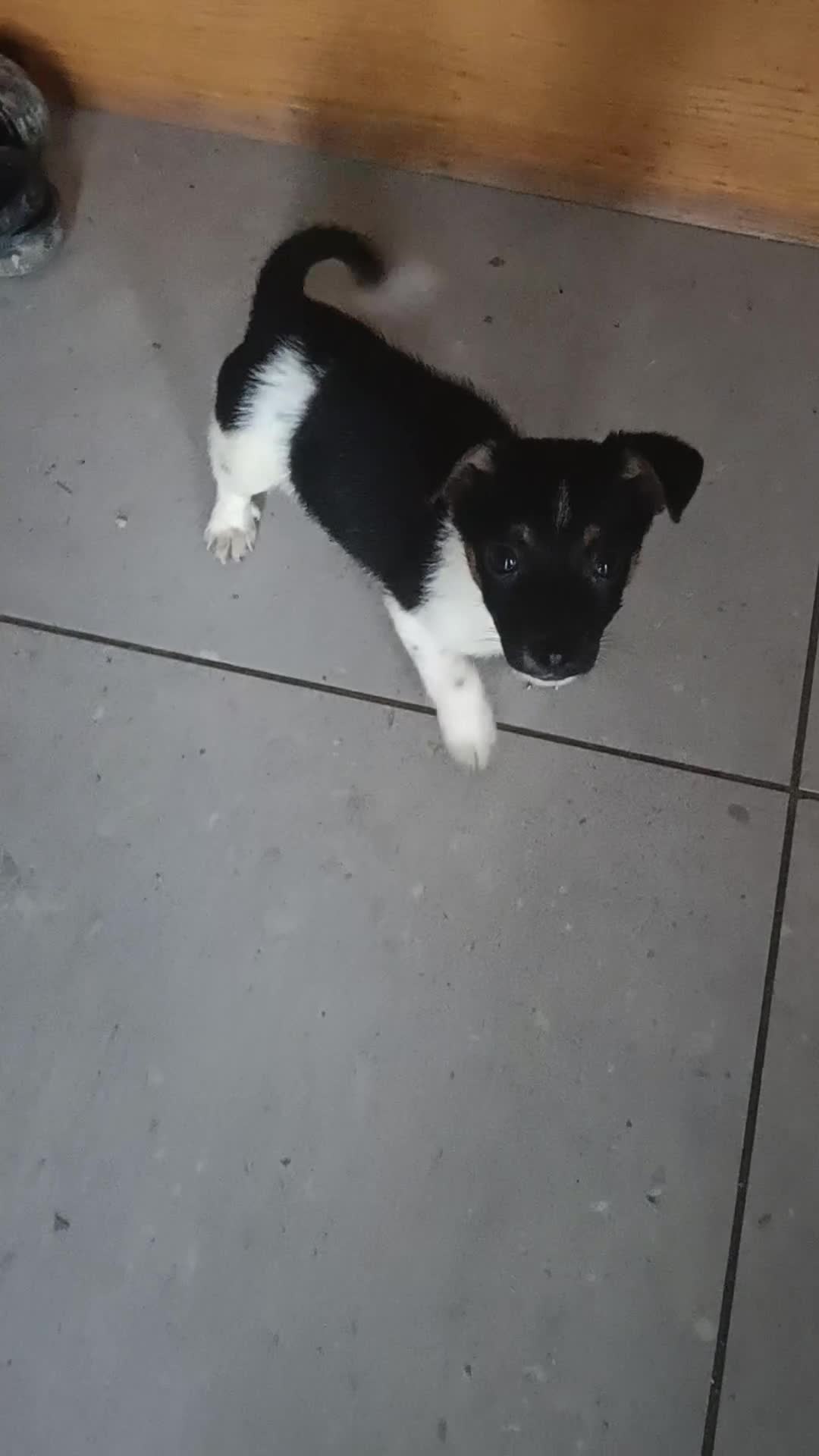 Jack Russell dogs for sale: Stunning Jack Russel puppies for sale - Video 1