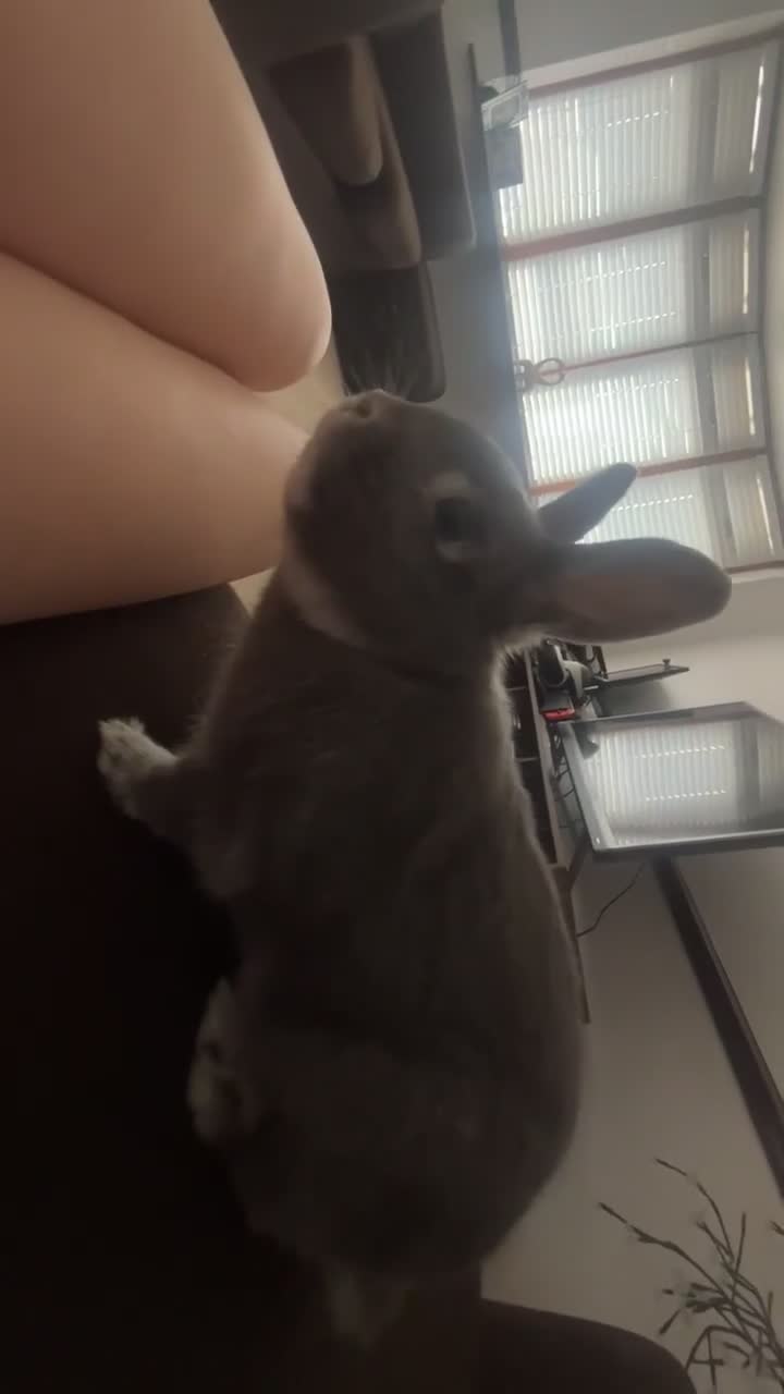 Netherland Dwarf rabbits for sale: Male rabbit for sale  - Video 2