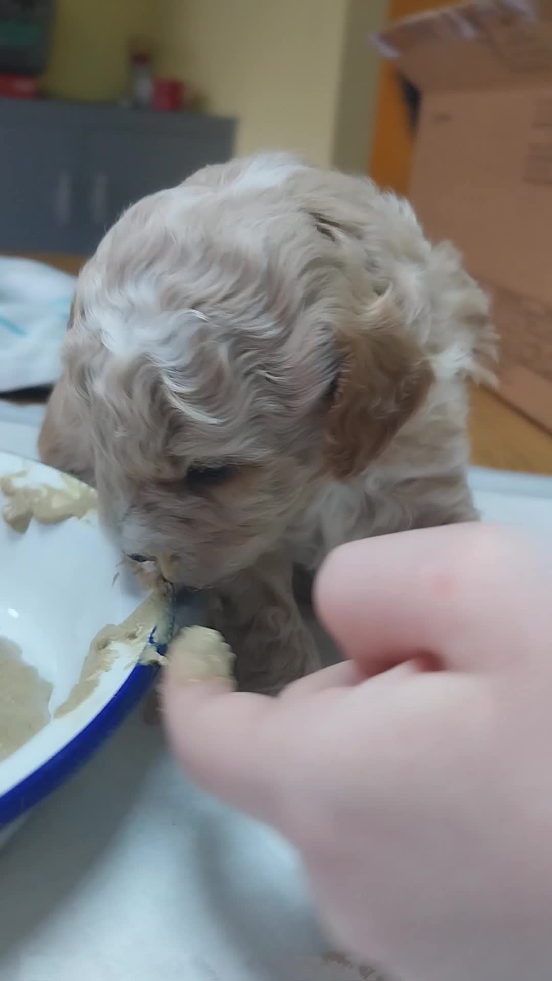 Poochon dogs for sale: Gorgeous mini Poochons , born on December 25th !!  - Video 1