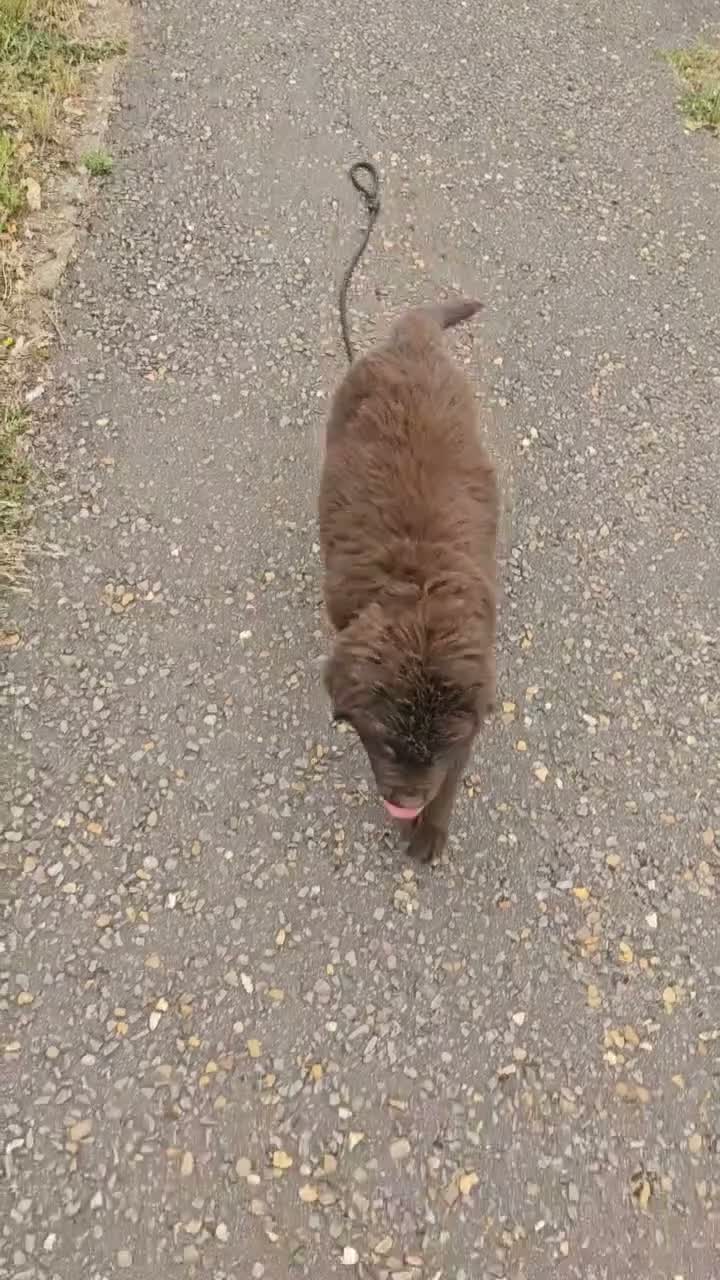 Newfoundland dogs for sale: Brown newfoundland for sale - Video 2